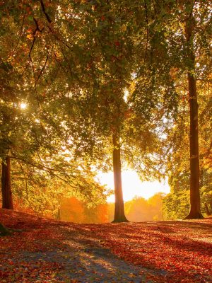 best-fall-quotes-1570554457